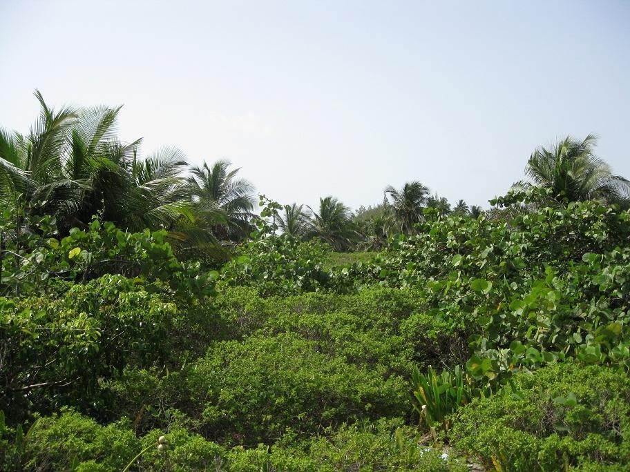 3. Lots / Acreage for Sale at Congo Town, Andros, Bahamas